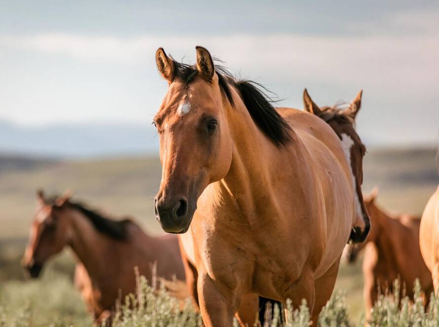 Triple D Ranch Henrike Gleißner Pferde Herde